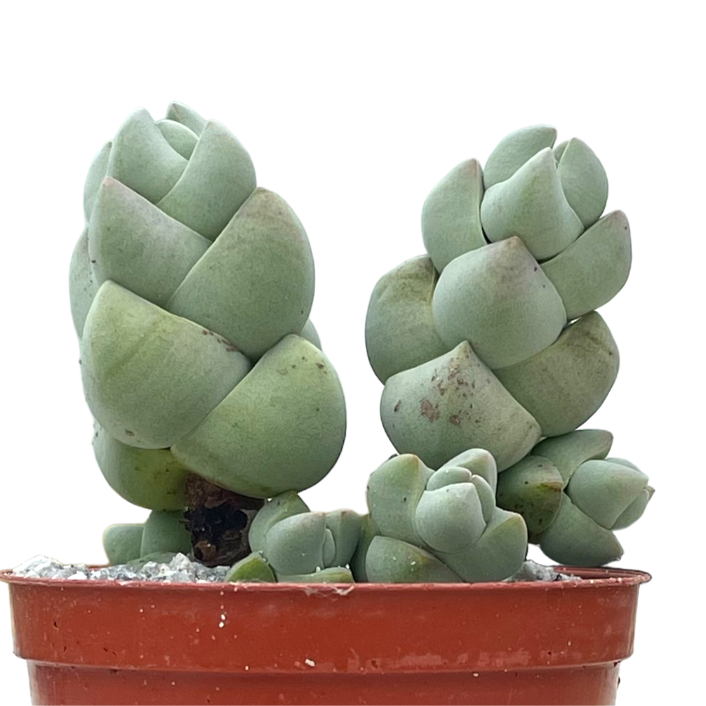 Crassula plegmatoides