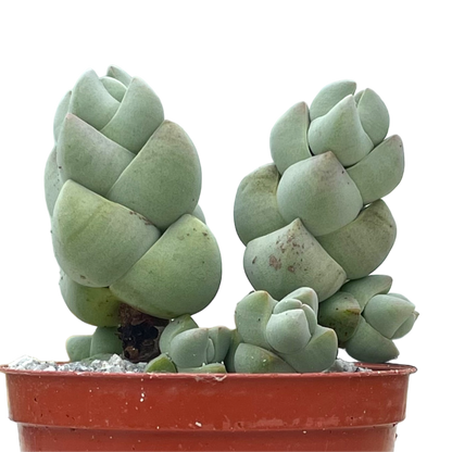 Crassula plegmatoides