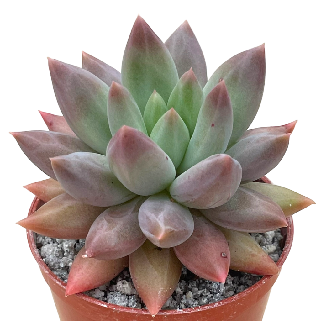 x Pachyveria 'Angel's Finger'