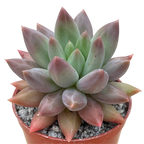 x Pachyveria 'Angel's Finger'