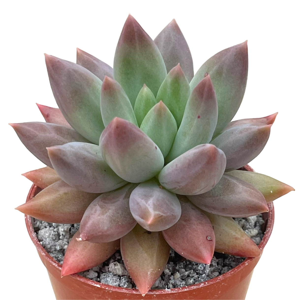 x Pachyveria 'Angel's Finger'