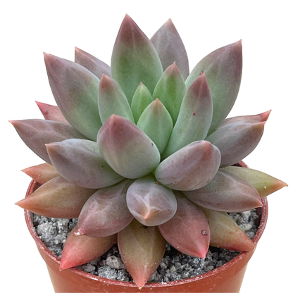 x Pachyveria 'Angel's Finger'