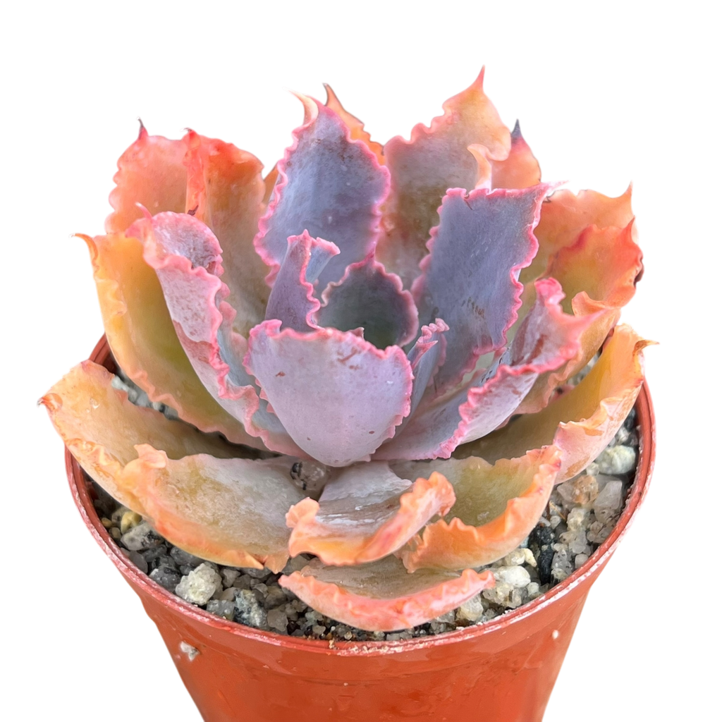 Echeveria 'Neon Breaker'