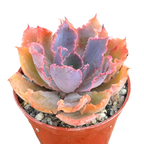 Echeveria 'Neon Breaker'