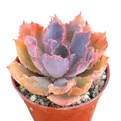 Echeveria 'Neon Breaker'