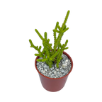 Crassula muscosa f. acuminata