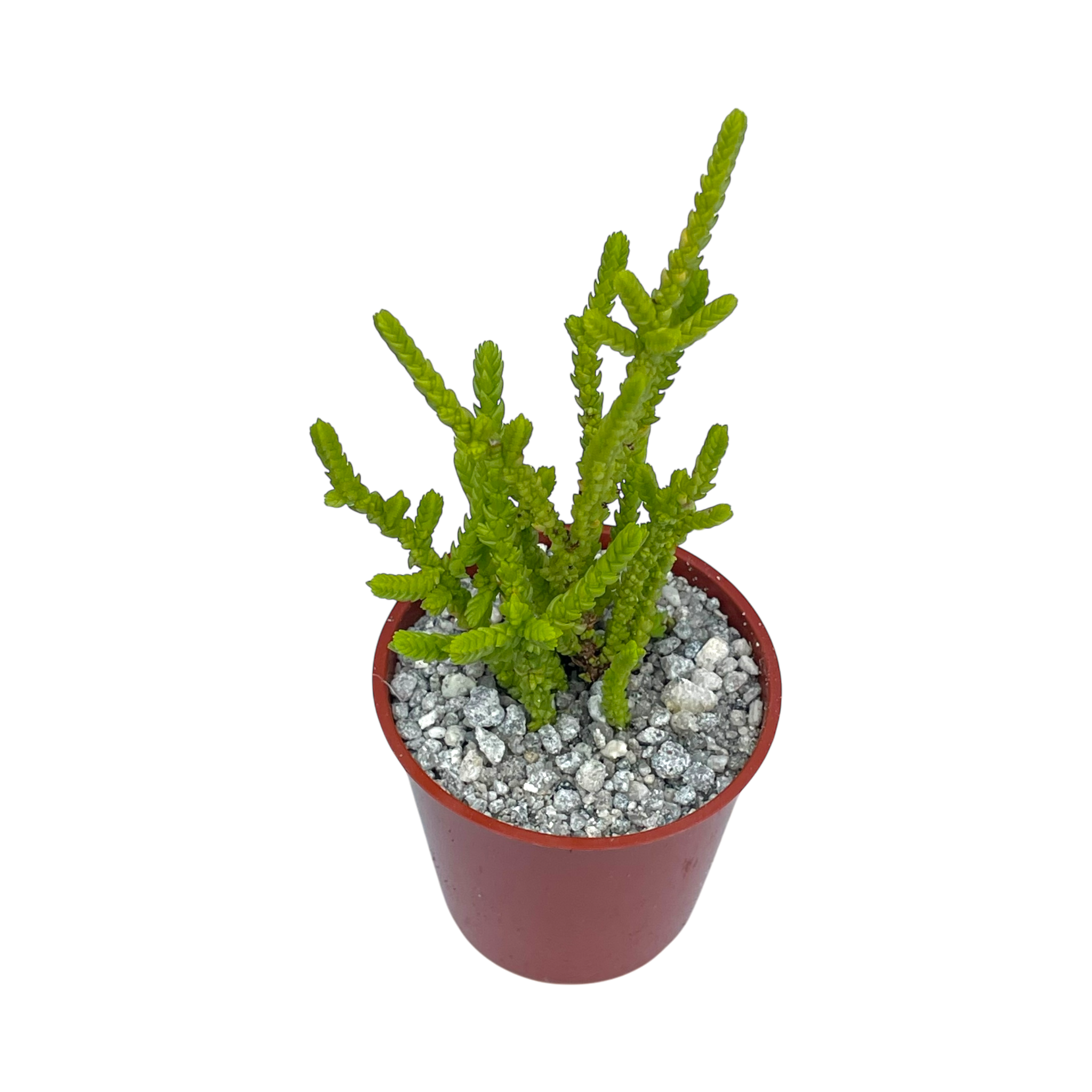 Crassula muscosa f. acuminata