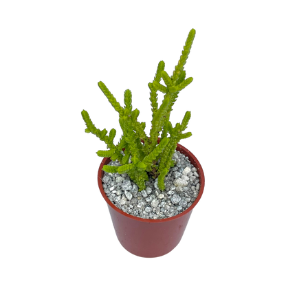 Crassula muscosa f. acuminata