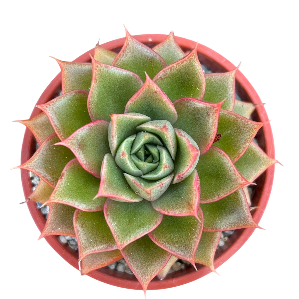 Echeveria setorum 'Victor'