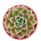 Echeveria setorum 'Victor'