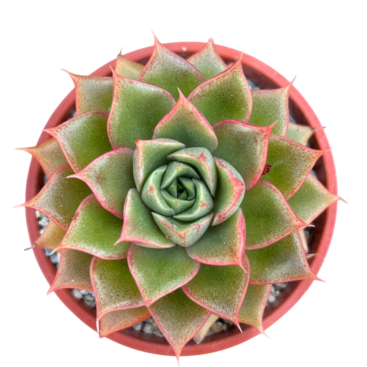 Echeveria setorum 'Victor'
