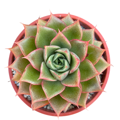 Echeveria setorum 'Victor'