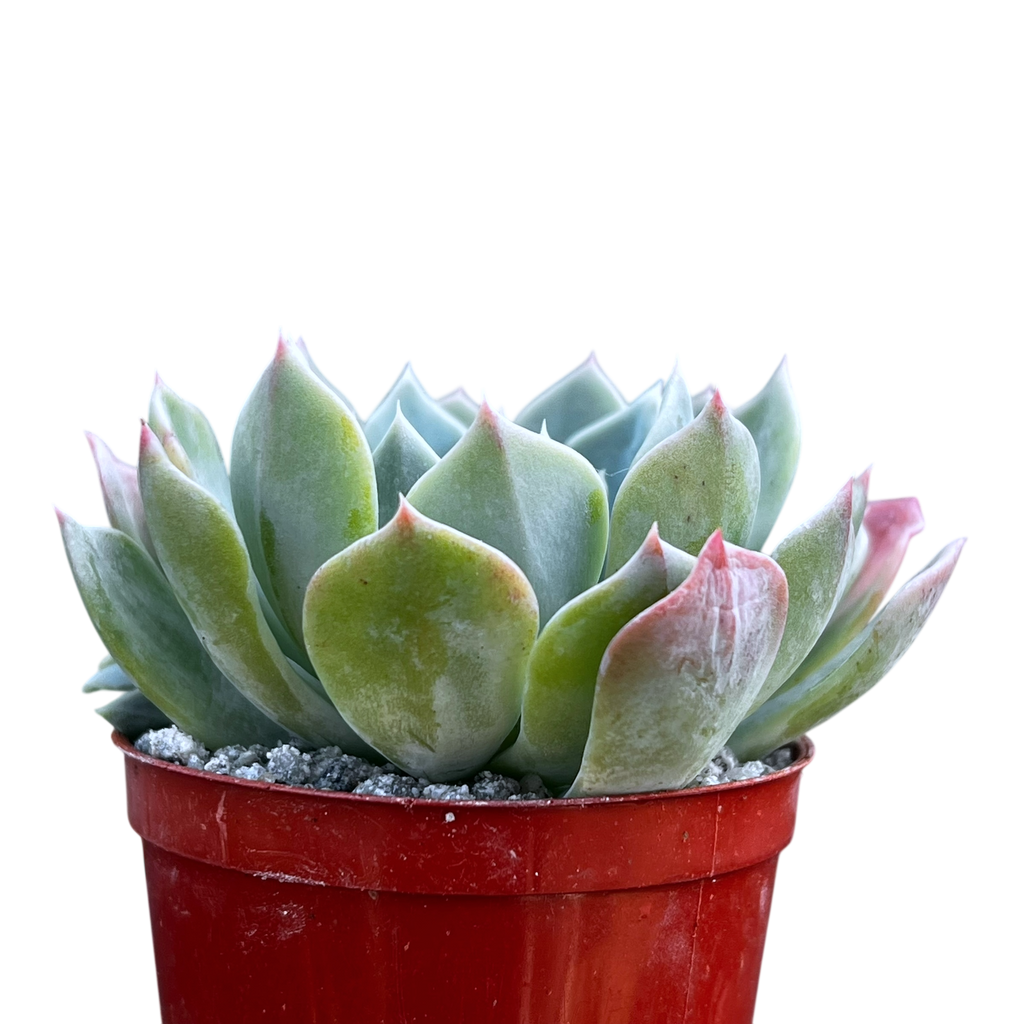 Echeveria peacockii