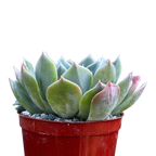 Echeveria peacockii