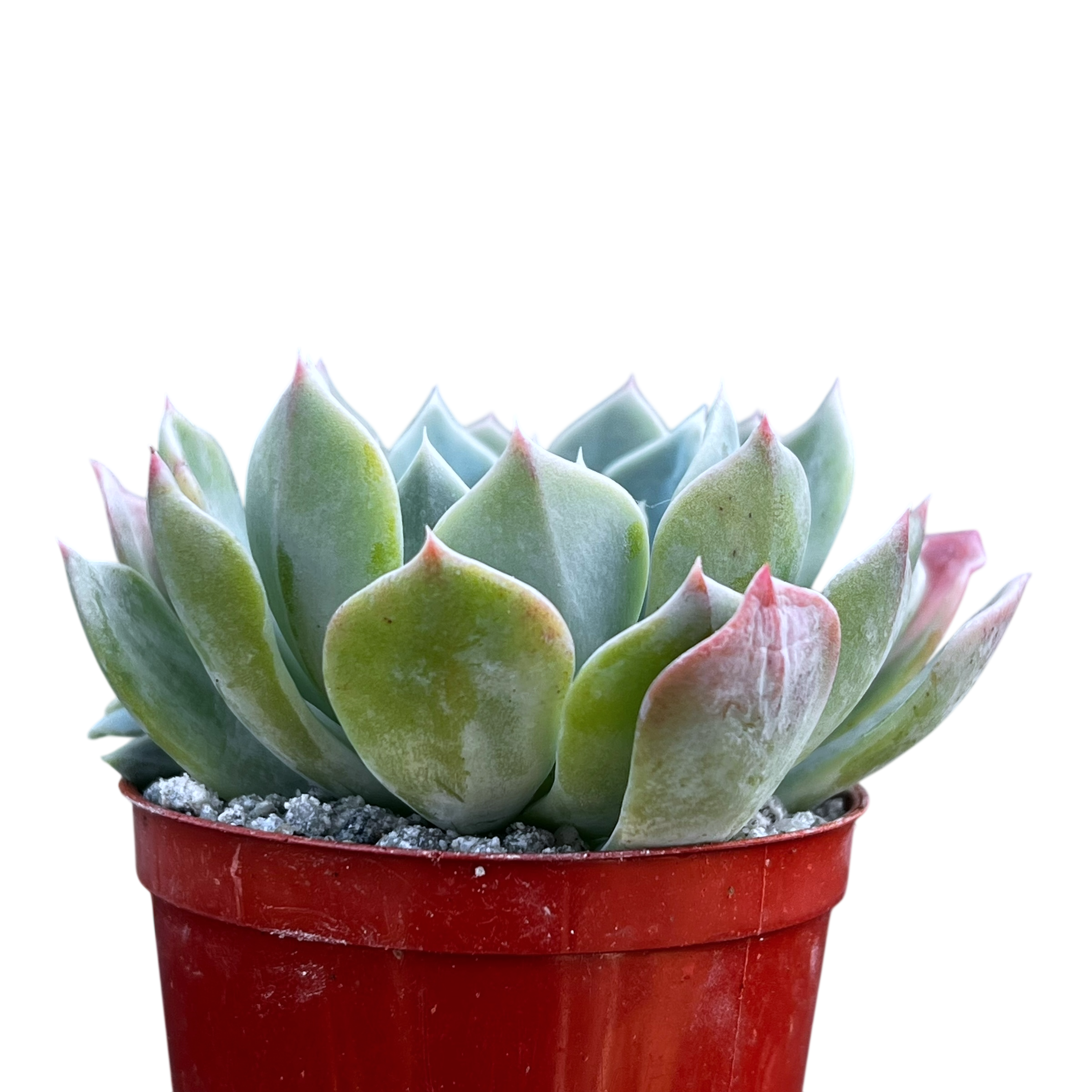 Echeveria peacockii