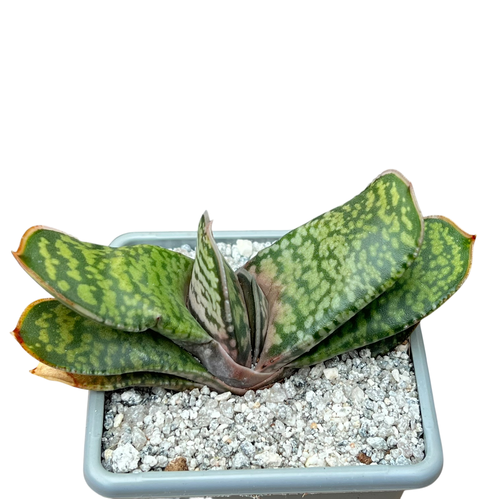 Gasteria vlokii