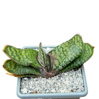 Gasteria vlokii
