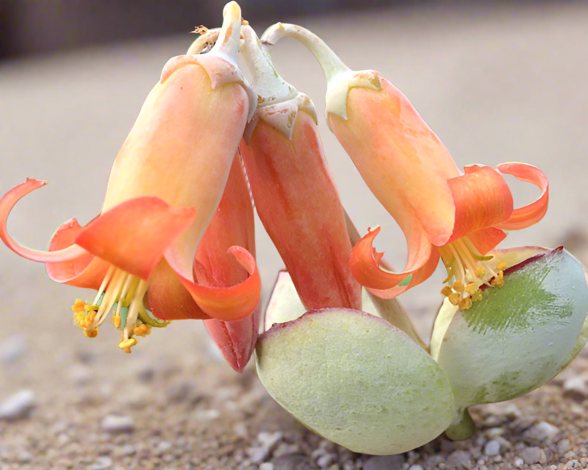succulent with orange bell flowers Cotyledon orbiculata – Surreal Succulents