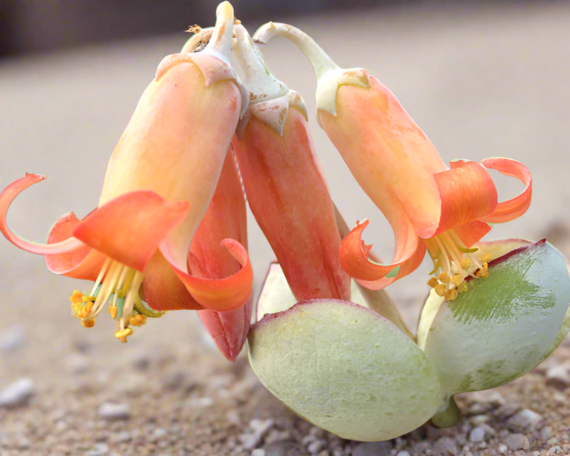 Cotyledon orbiculata