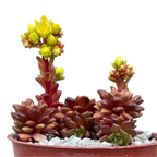 x Cremnosedum 'Little Gem'