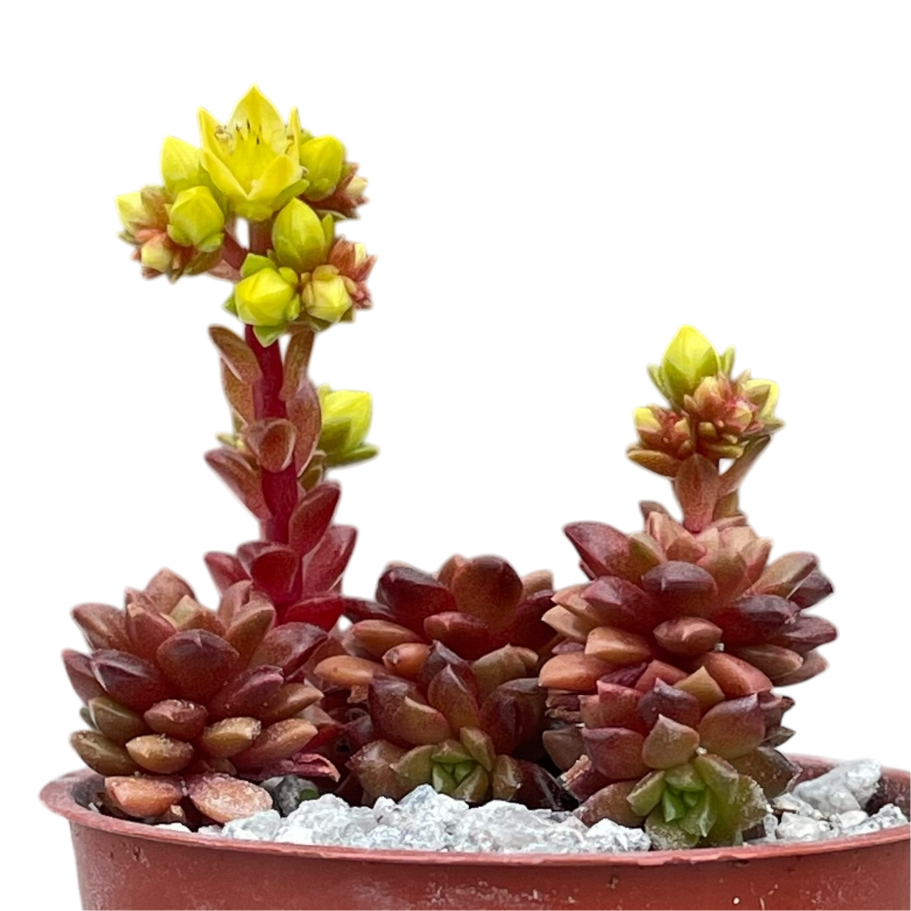 x Cremnosedum 'Little Gem'