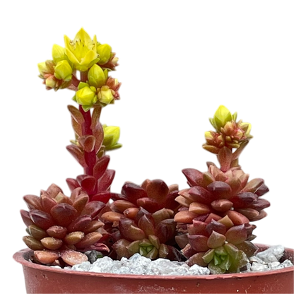 x Cremnosedum 'Little Gem'