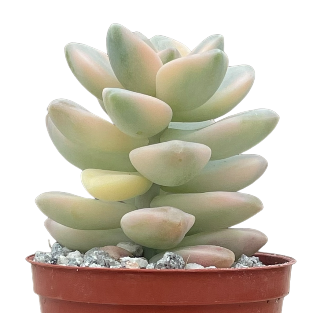 Graptopetalum paraguayense ssp. bernalense variegata