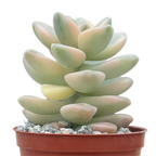 Graptopetalum paraguayense ssp. bernalense variegata