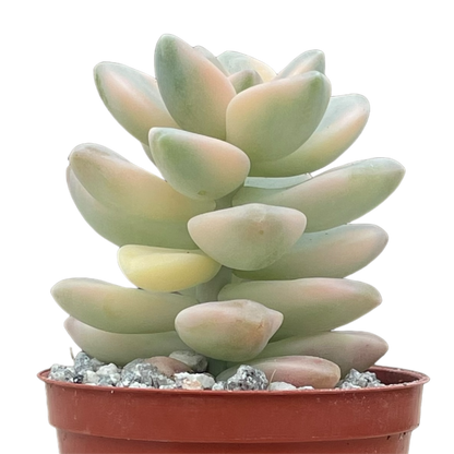 x Graptoveria 'Titubans' f. variegata