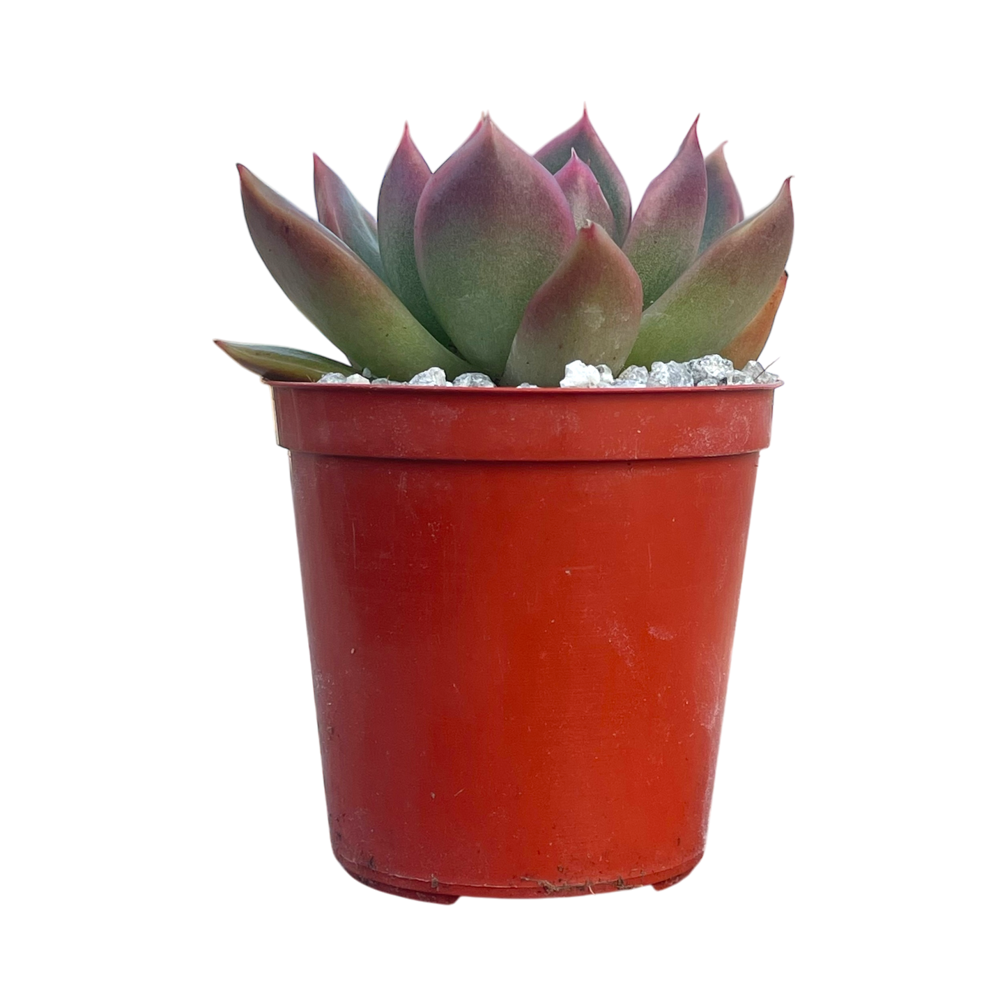 Echeveria x gilva 'Red'