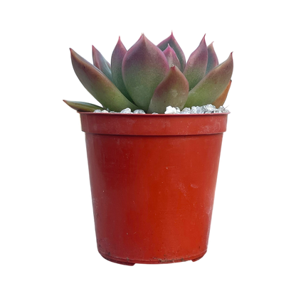 Echeveria x gilva 'Red'