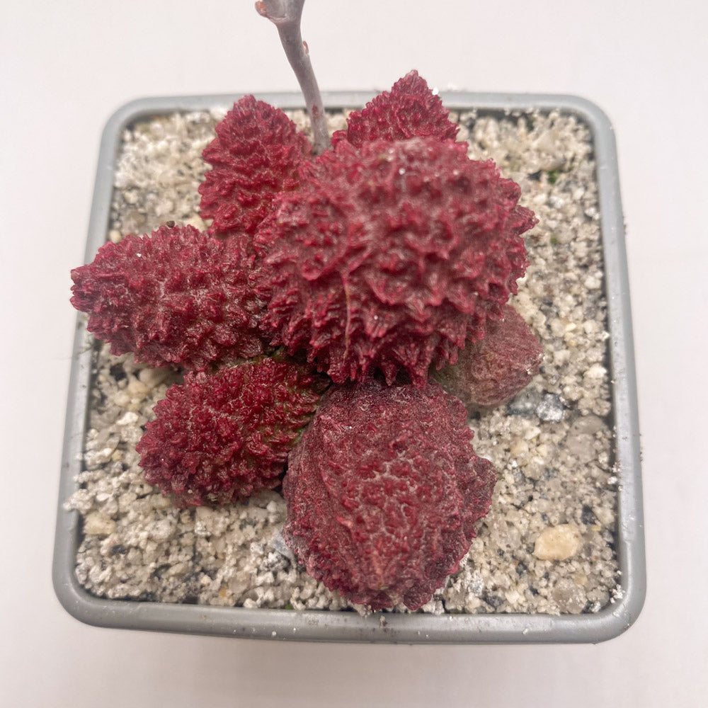 Adromischus marianiae 'Herrei'