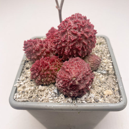 Adromischus marianiae 'Herrei'