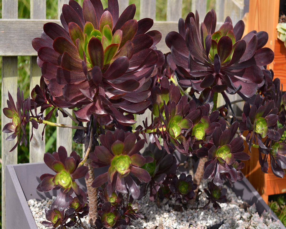 Aeonium 'Cornish Rose'