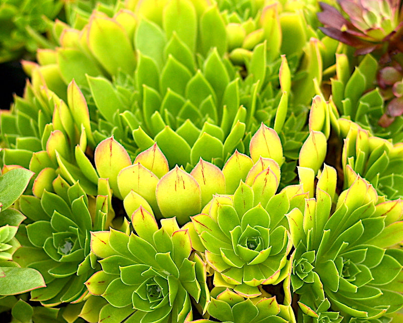 Aeonium 'Emerald Flame'