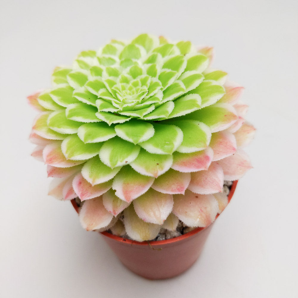 Aeonium 'Emerald Ice'