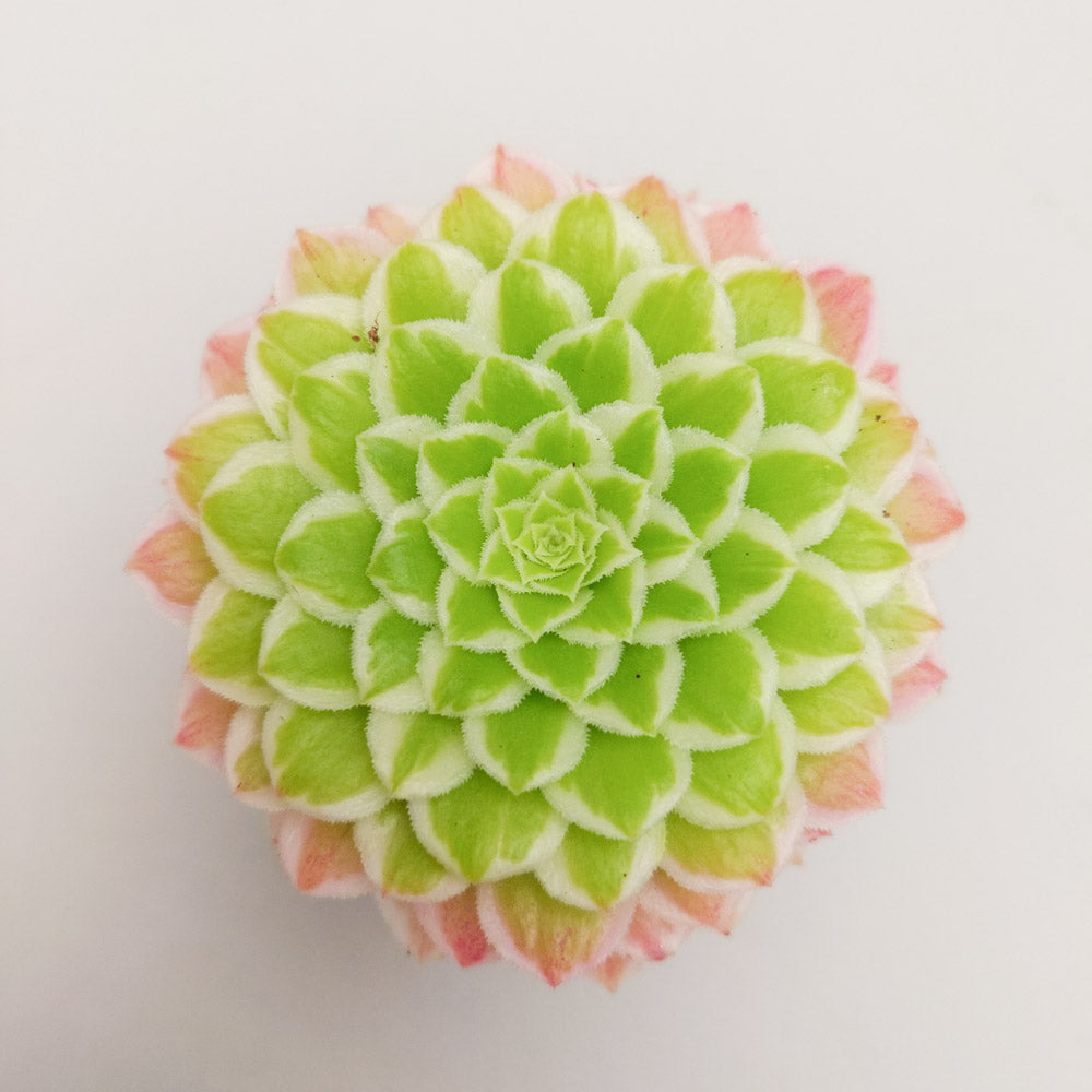 emerald ice succulent Aeonium 'Emerald Ice' – Surreal Succulents