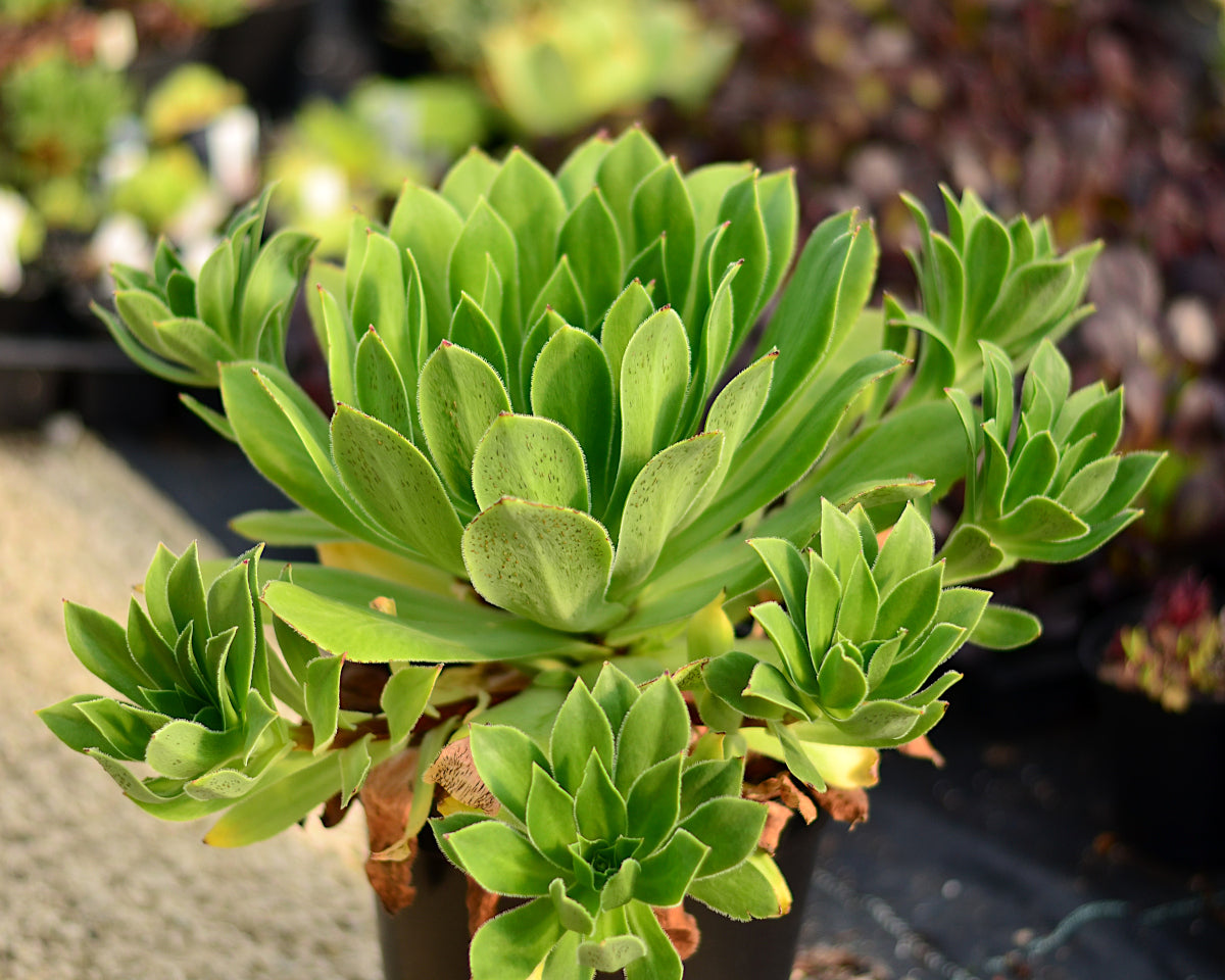 Aeonium 'Maximus'