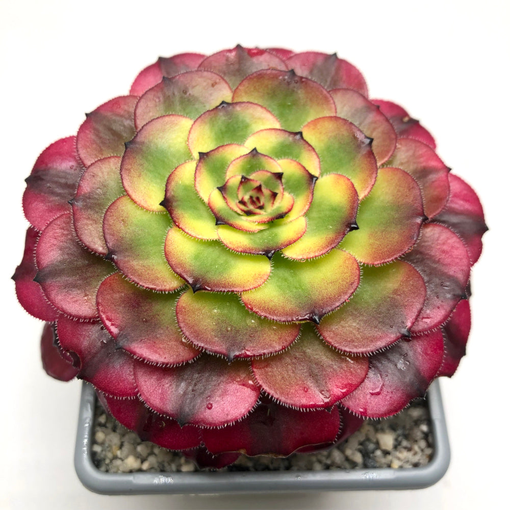 Aeonium 'Meiya'