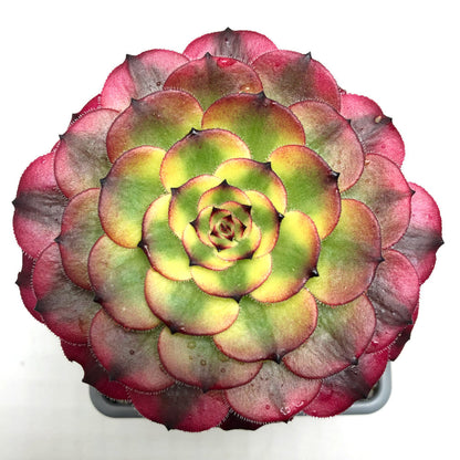 Aeonium 'Meiya'