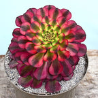 Aeonium 'Meiya'