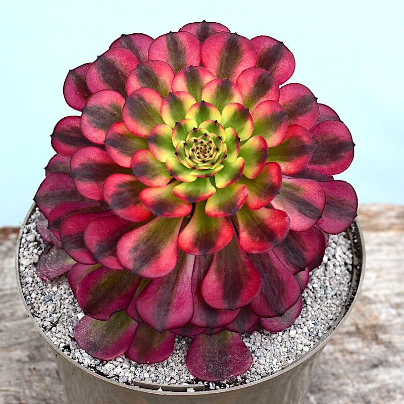 Aeonium 'Meiya'