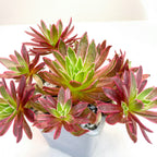 Aeonium 'Phoenix Flame' variegata