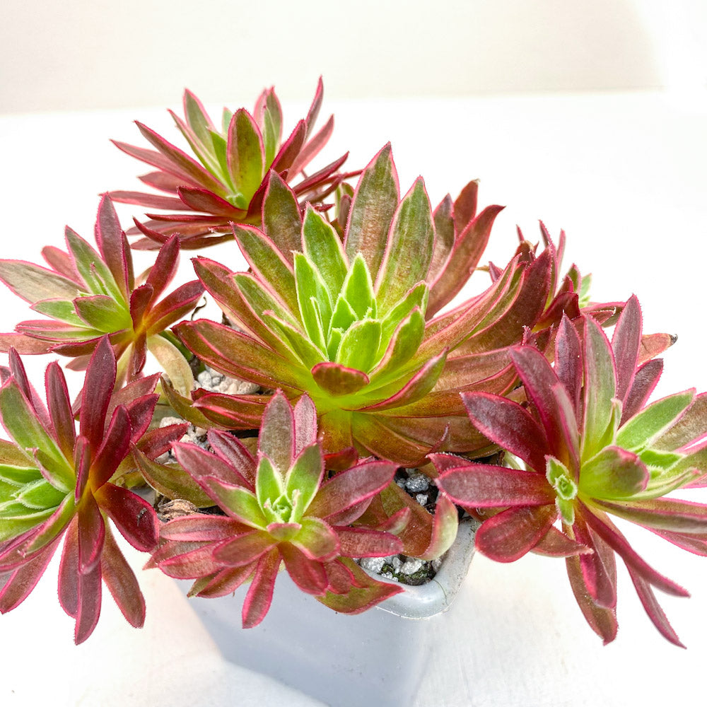 Aeonium 'Phoenix Flame Variegata'