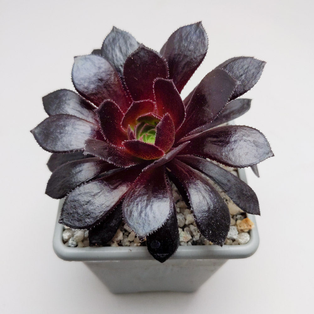 Aeonium 'Poldark'