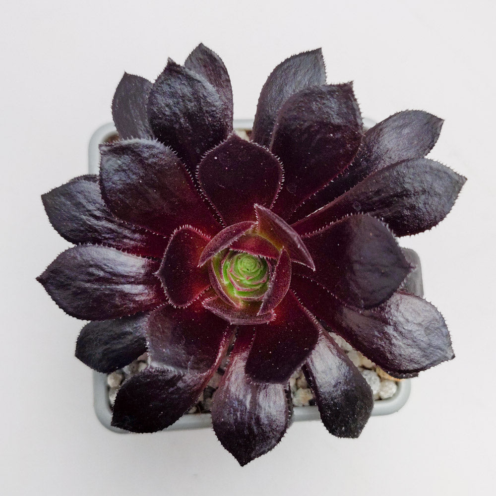 Aeonium 'Poldark'