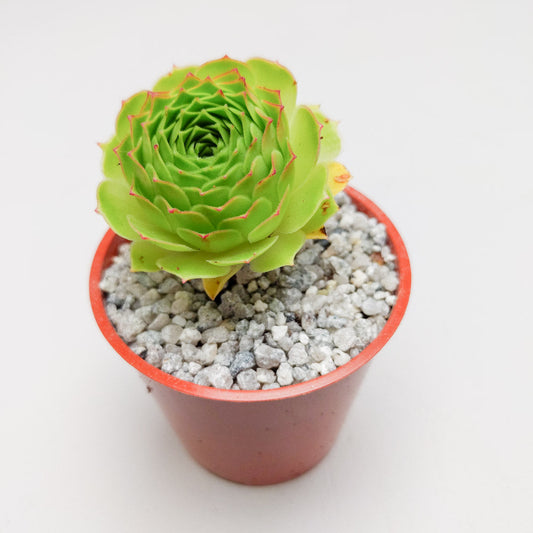 Aeonium aizoon