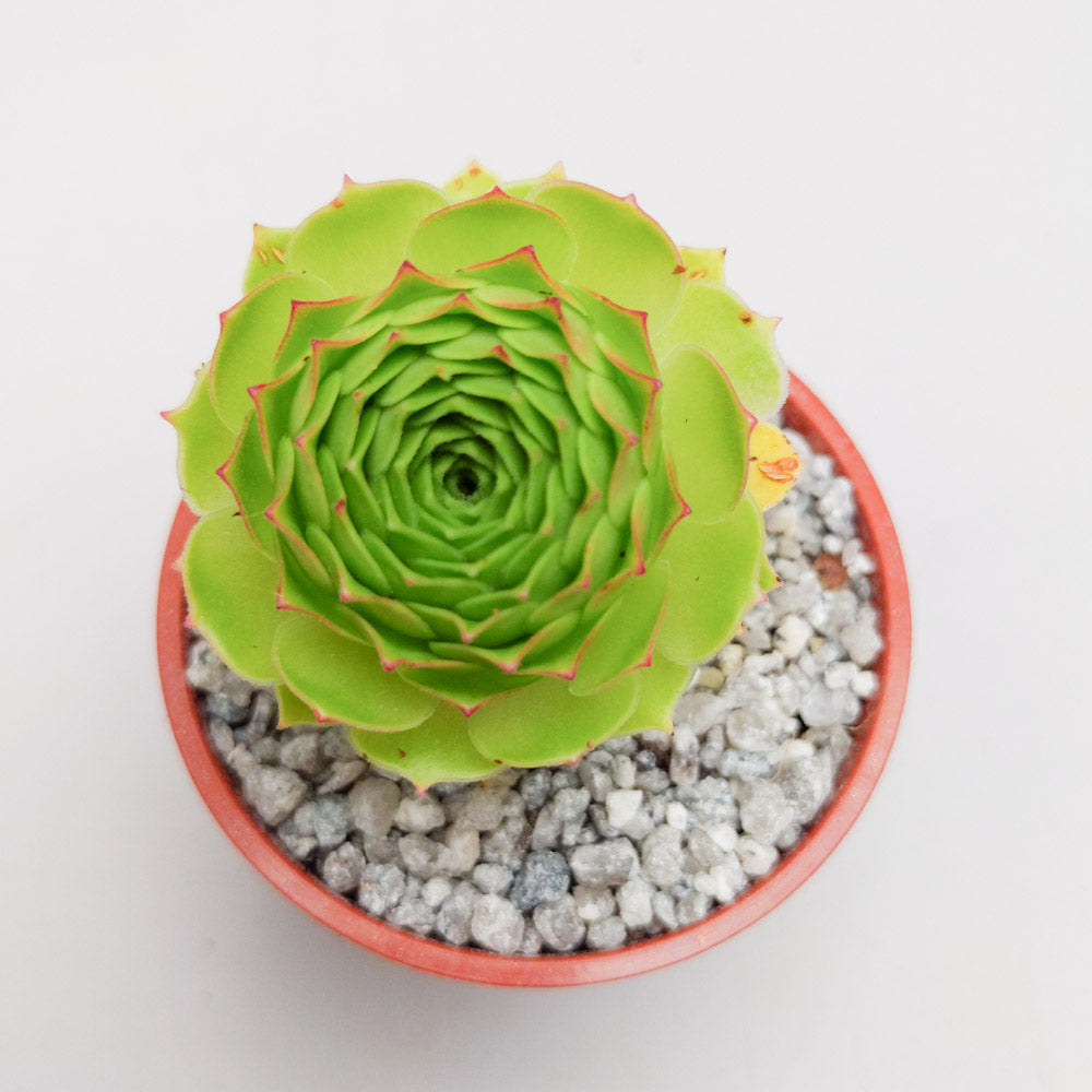 Aeonium aizoon