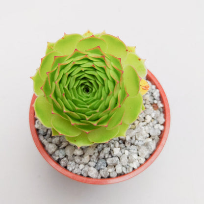 Aeonium aizoon