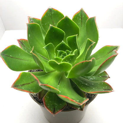 Aeonium appendiculatum